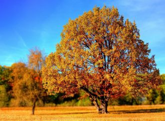 Plante uma semente – Poema sobre o Dia da Árvore
