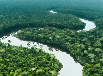 Dia da Amazônia: Um Chamado à Ação e à Preservação